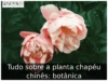 Tudo sobre a planta chapéu chinês: botânica