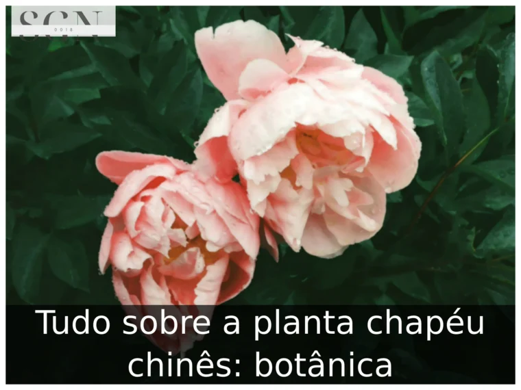 Tudo sobre a planta chapéu chinês: botânica