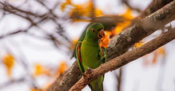 Maritaca: a ave verde que encanta seu dia com fofura Maritaca: a ave verde que encanta seu dia com fofura