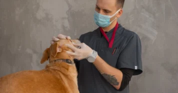 Esse sinal discreto que seu pet não pode esconder Esse sinal discreto que seu pet não pode esconder