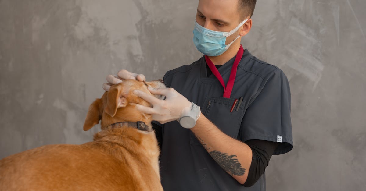 Esse sinal discreto que seu pet não pode esconder Esse sinal discreto que seu pet não pode esconder