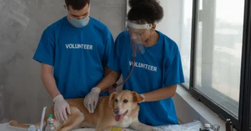 O que observar no seu pet antes da consulta veterinária O que observar no seu pet antes da consulta veterinária