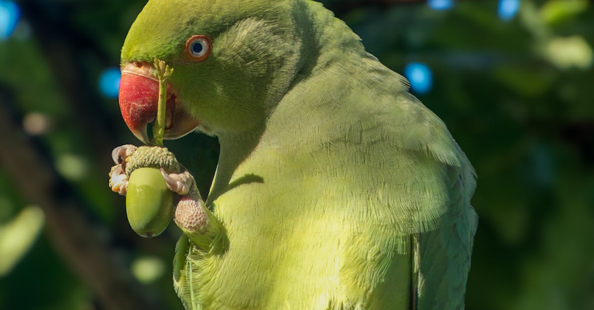 O som da maritaca: alegria em manhãs chuvosas O som da maritaca: alegria em manhãs chuvosas